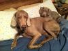 Heiko Asher as puppy with buddy
